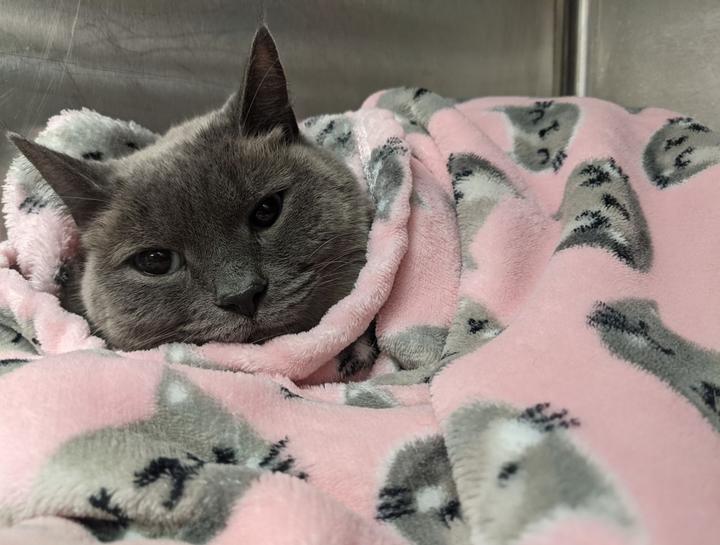 Spay & Neuter Pet Neutering Ontario